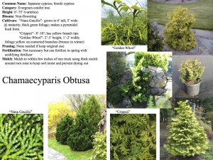 Japanese cypress, hinoki cypress product sheet