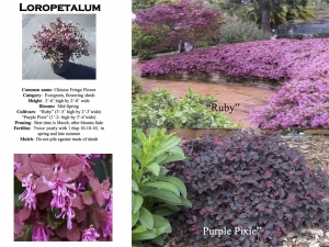 Loropetalum Chinese Fringe Flower product sheet