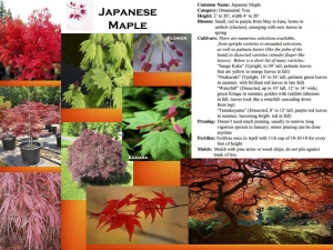 Japanese Maple product sheet