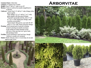 Arborvitae product sheet