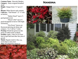 Heavenly Bamboo Nandina product sheet