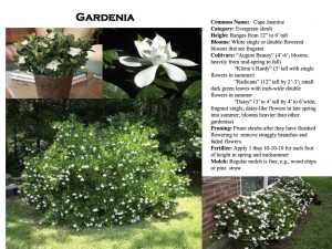 Cape Jasmine Gardenia product sheet