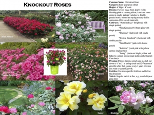 Knockout Rose product sheet