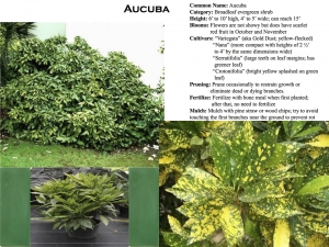 Aucuba product sheet