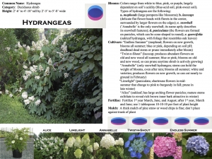 Hydrangea product sheet