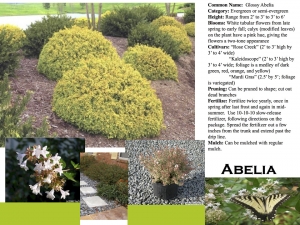 Glossy Abelia product sheet