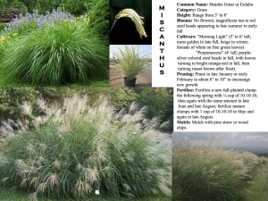 Maiden Grass or Eulalia product sheet