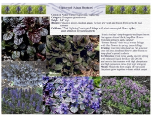 Carpet Bugleweed/Ajuga Reptans product sheet