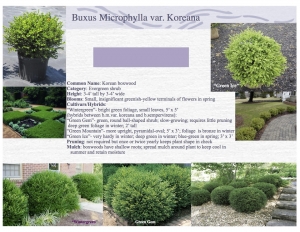 Korean Boxwood product sheet