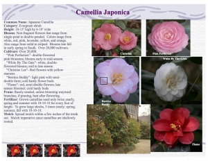 Japanese Camellia product sheet