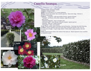 Sasanqua Camellia product sheet