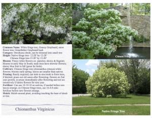 White Fringe tree, Grancy Graybeard, snow flower tree, Grandfather Graybeard bush product sheet