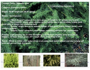 Japanese Cedar product sheet