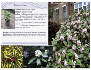 Winter Daphne product sheet