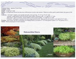 Japanese Forest Grass product sheet