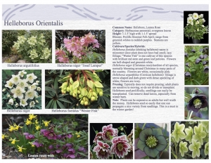 Hellebore, Lenton Rose product sheet