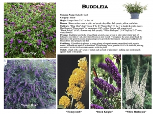 Butterfly Bush product sheet