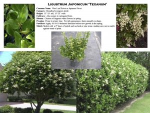 Wax Leaf Privet product sheet