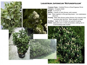 Curlyleaf Privet product sheet