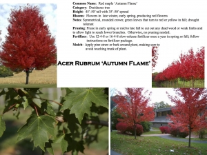 Red Maple Autumn Flame product sheet