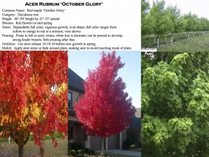 Red Maple October Glory product sheet