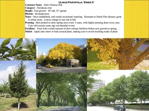 Allee Chinese Elm product sheet