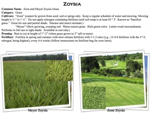 Zeon and Meyer Zoysia Grass product sheet