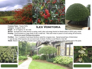 Yaupon Holly product sheet