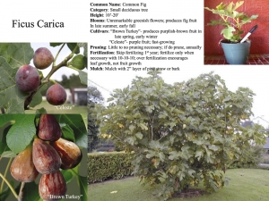 common fig product sheet