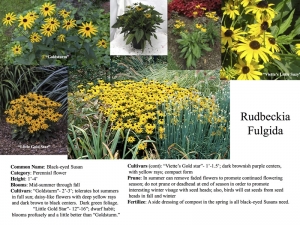 rudbeckia fulgida, black-eyed susan product sheet