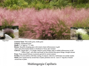 pink muhly grass product sheet