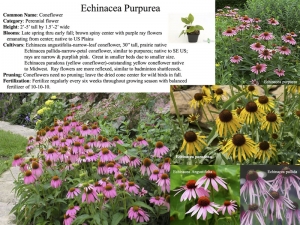 Coneflower, Echinacea Purpurea product sheet