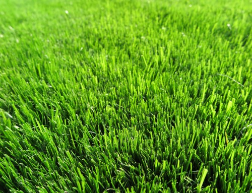Mowing Tips for a Healthy Lawn